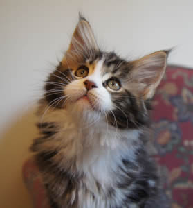 Kitten at 8 weeks